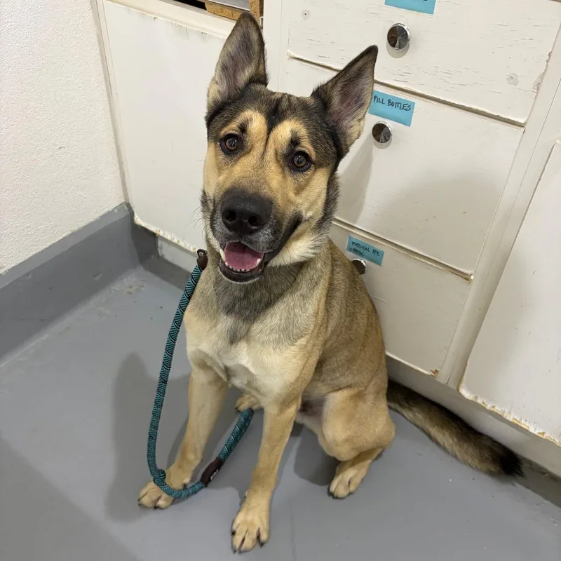 An adult medium-sized male Brown / Chocolate Shepherd dog named Taco for adoption in Binghamton, NY