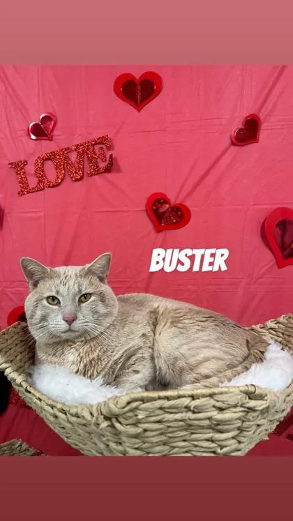A young medium-sized male Buff / Tan / Fawn Domestic Short Hair cat named Buster for adoption in Cashiers, NC