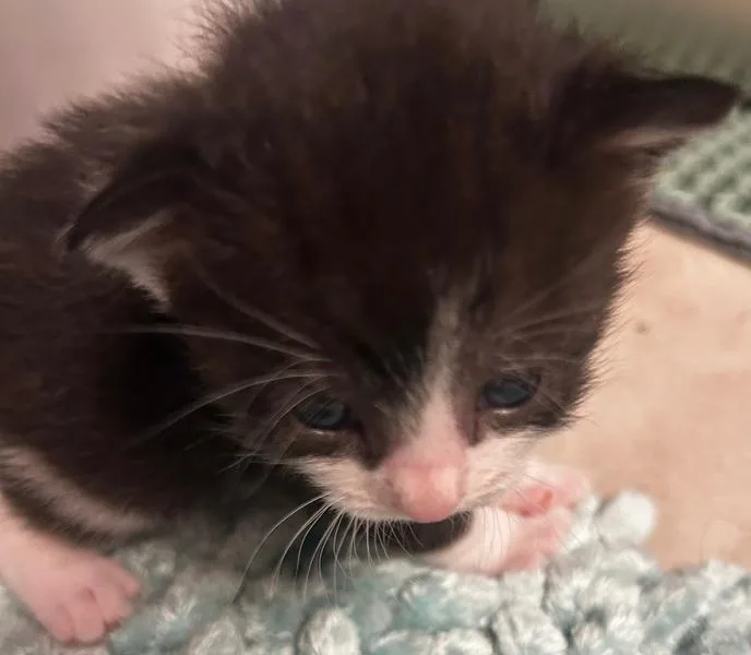 A baby medium-sized male Black & White / Tuxedo Domestic Short Hair cat named Hurricane for adoption in Greensboro, NC