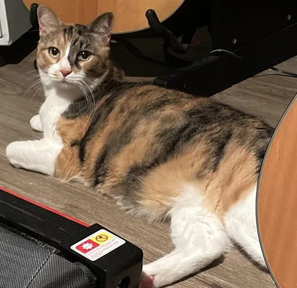 An adult large-sized female Domestic Short Hair cat named Buns for adoption in Staten Island, NY