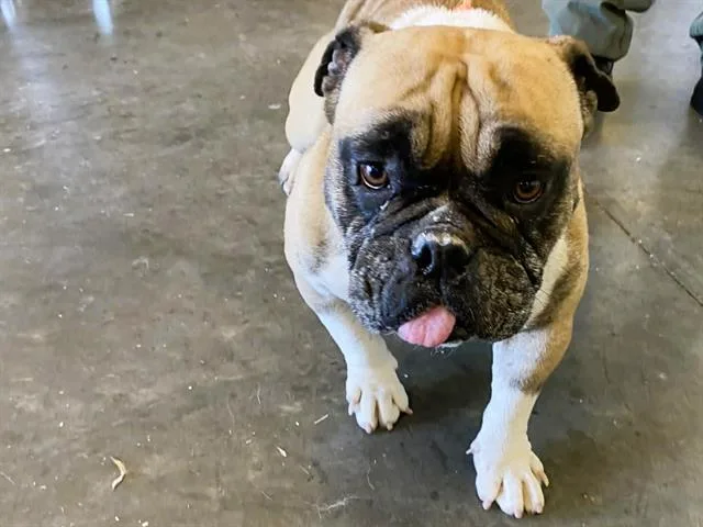 An adult small-sized female French Bulldog dog named Mia for adoption in Tustin, CA