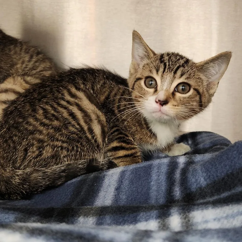 A baby small-sized male Brown / Chocolate Domestic Short Hair cat named Scar for adoption in Fort Wayne, IN