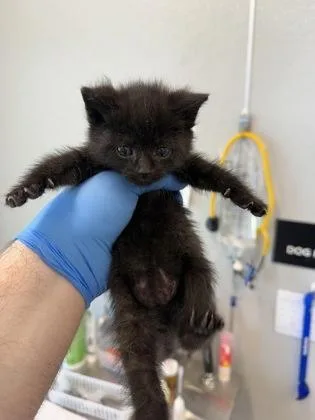 A baby small-sized female Domestic Short Hair cat named Gravel for adoption in Lafayette, IN