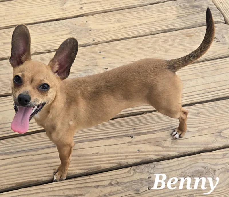 A baby small-sized male Golden Chiweenie dog named Benny for adoption in Edinburg, TX