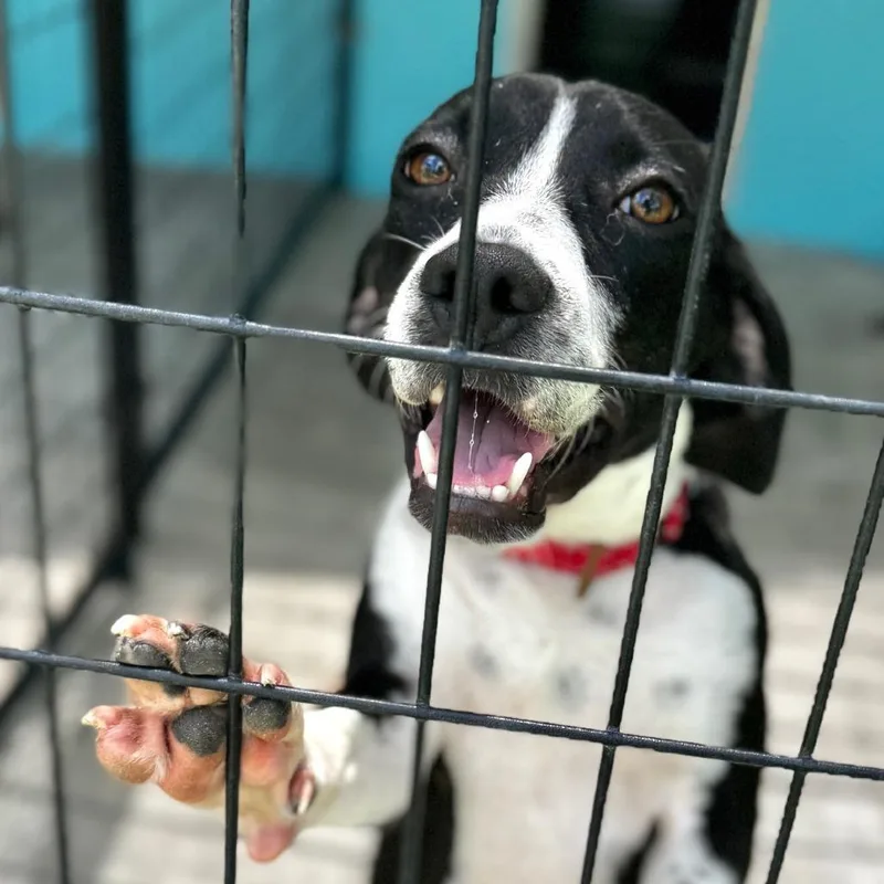 A young medium-sized male White / Cream Mixed Breed dog named Dean for adoption in Bradenton, FL