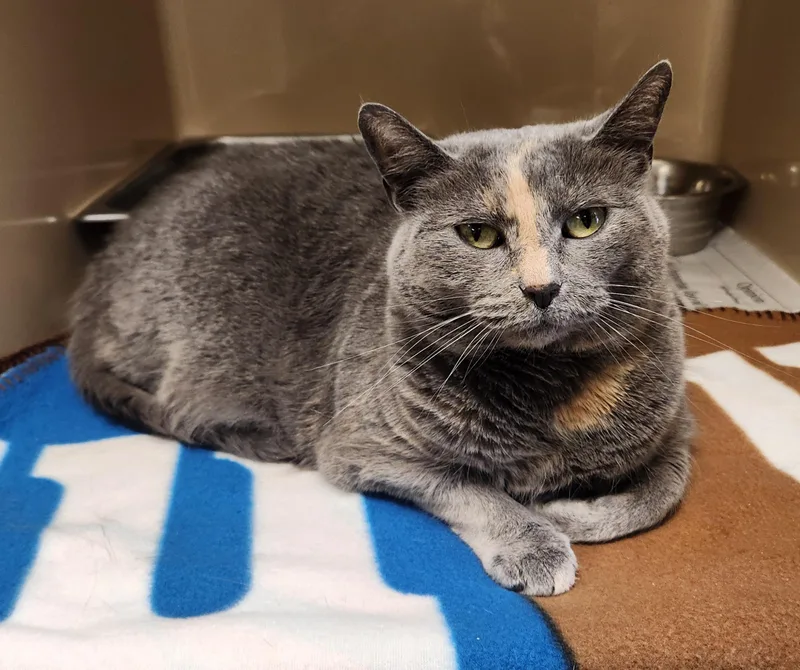 An adult medium-sized female Dilute Tortoiseshell Domestic Short Hair cat named Mia for adoption in Clayton, NJ