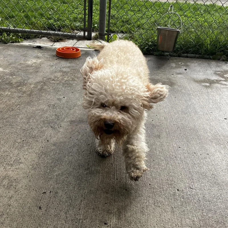 An adult small-sized male Miniature Poodle dog named Colt for adoption in Delaware, OH