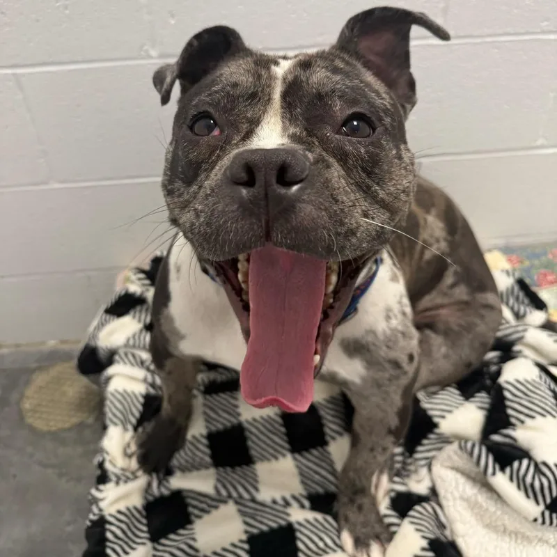 An adult large-sized male Brown / Chocolate Mixed Breed dog named Ryatt for adoption in Dover, NH