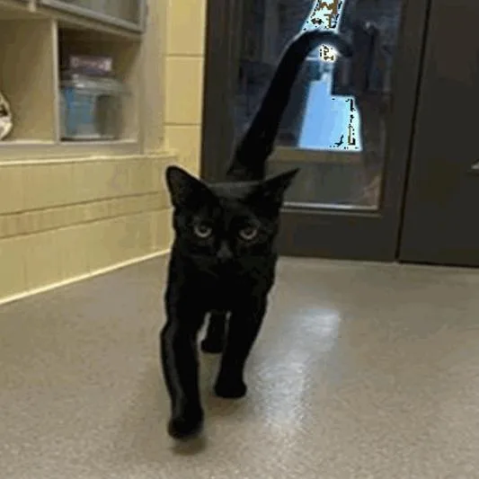 An adult large-sized male Domestic Short Hair cat named Rockies DAP for adoption in Denver, CO