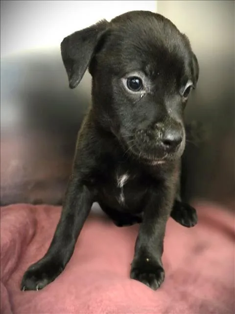 A baby small-sized male Pit Bull Terrier dog named River for adoption in Los Angeles, CA
