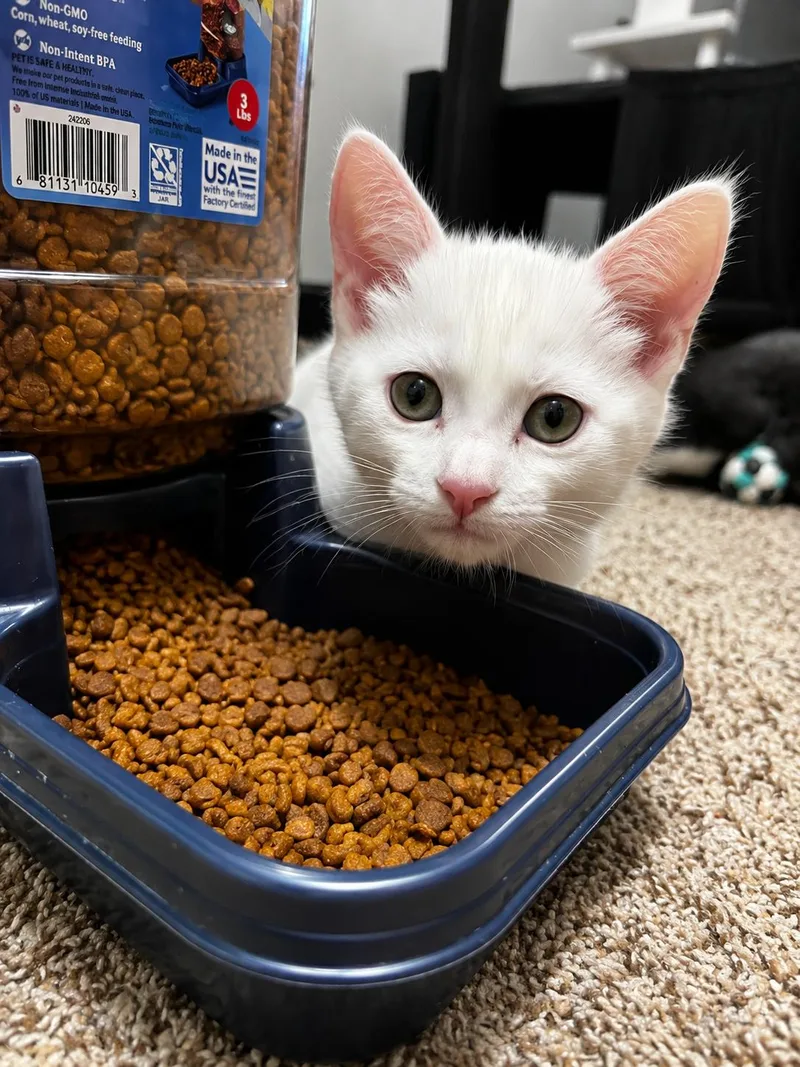 A baby small-sized male Domestic Short Hair cat named Lowe for adoption in Rio Linda, CA
