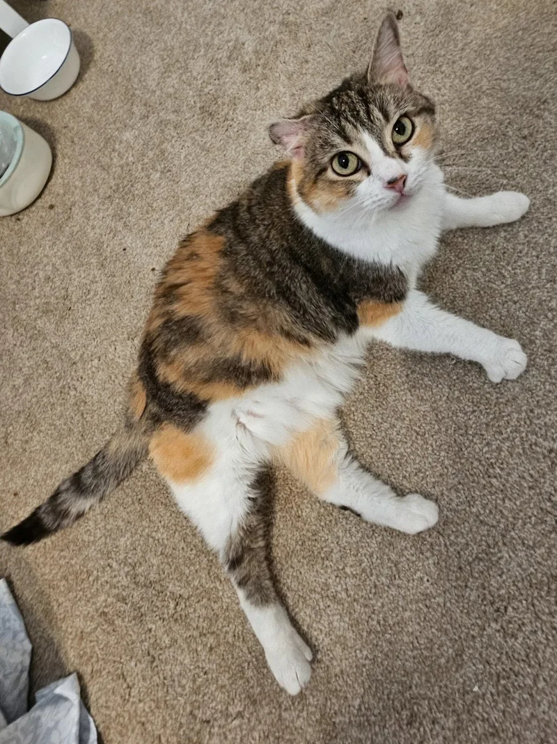 An adult medium-sized female Domestic Medium Hair cat named Callie for adoption in Oviedo, FL