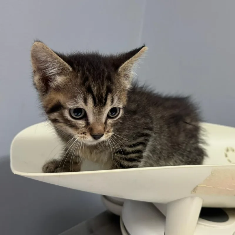 A baby small-sized male Brown / Chocolate Domestic Short Hair cat named Sonic for adoption in Columbus, GA