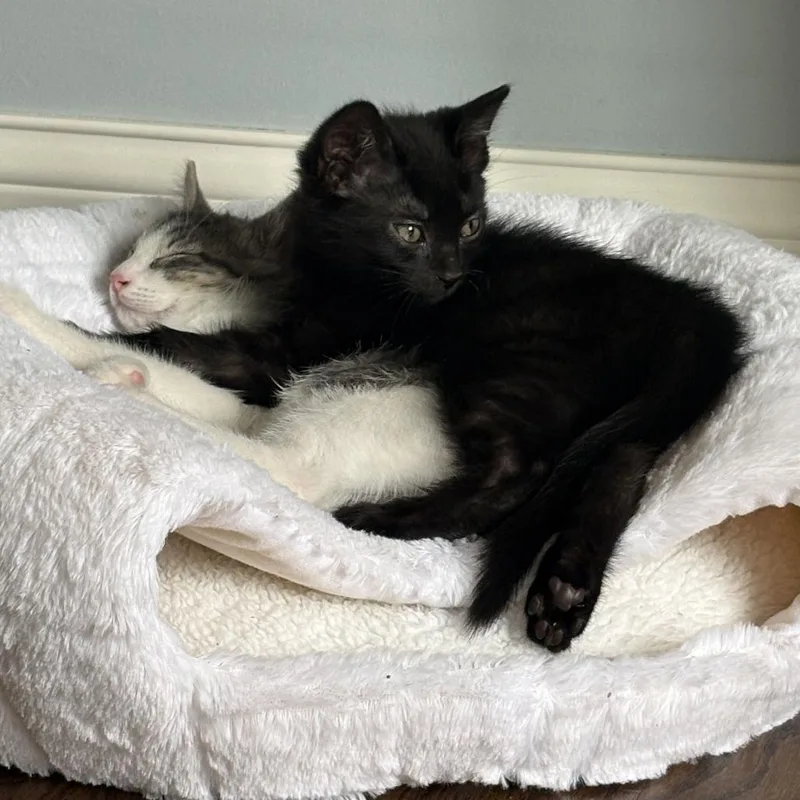 A baby small-sized male Black Domestic Short Hair cat named Mikey for adoption in Skokie, IL