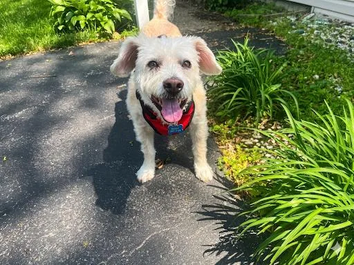 A senior medium-sized male Apricot / Beige Mixed Breed dog named Beau for adoption in Toledo, OH