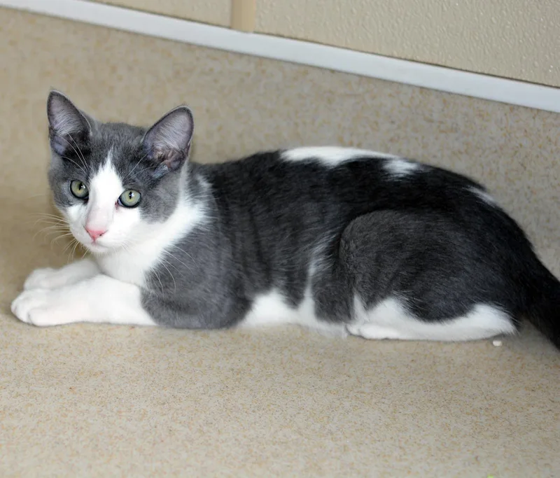 A young medium-sized male Gray & White Domestic Short Hair cat named Fred for adoption in San Clemente, CA