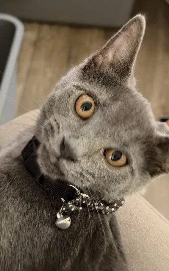 A baby medium-sized female Gray / Blue / Silver Domestic Short Hair cat named Cashmere Willow Grove PA for adoption in Greenville, DE