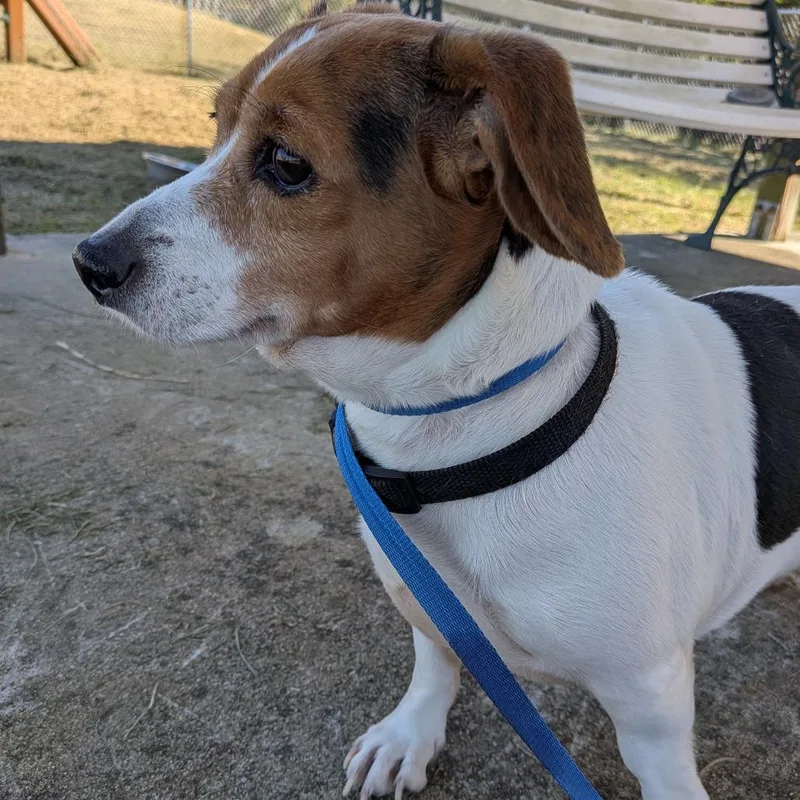 An adult small-sized male Brown / Chocolate Jack Russell Terrier dog named Frank for adoption in Fairfax, VA