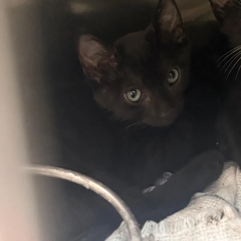 A baby small-sized female Black Domestic Short Hair cat named Taryn for adoption in Columbus, GA
