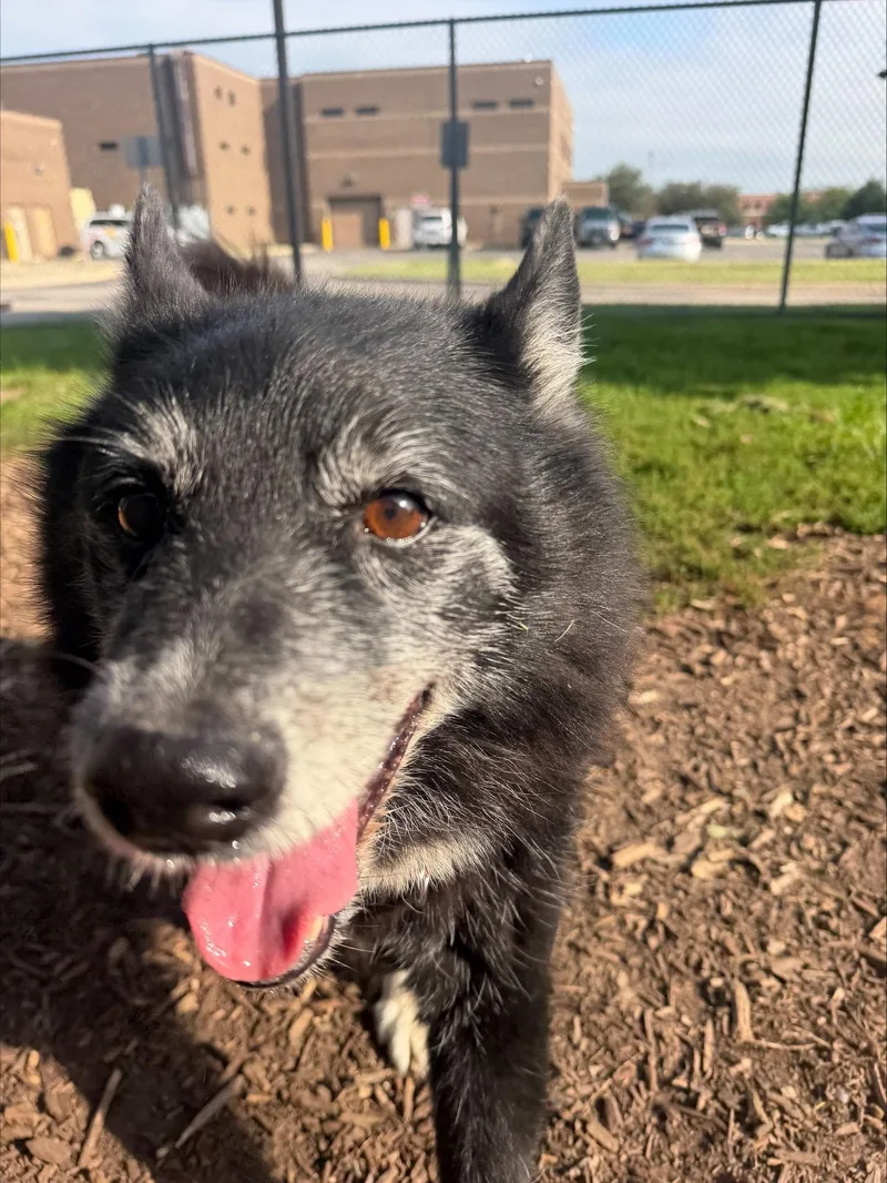 A senior medium-sized male Pomsky dog named Dakota for adoption in Yorkville, IL