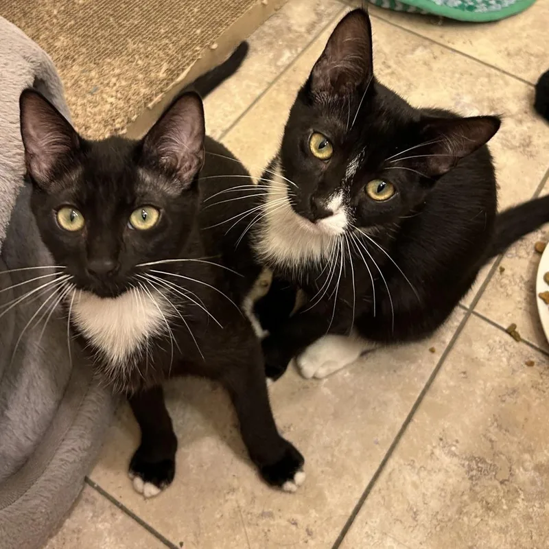 A baby small-sized male Black Domestic Short Hair cat named Valentin for adoption in Los Angeles, CA