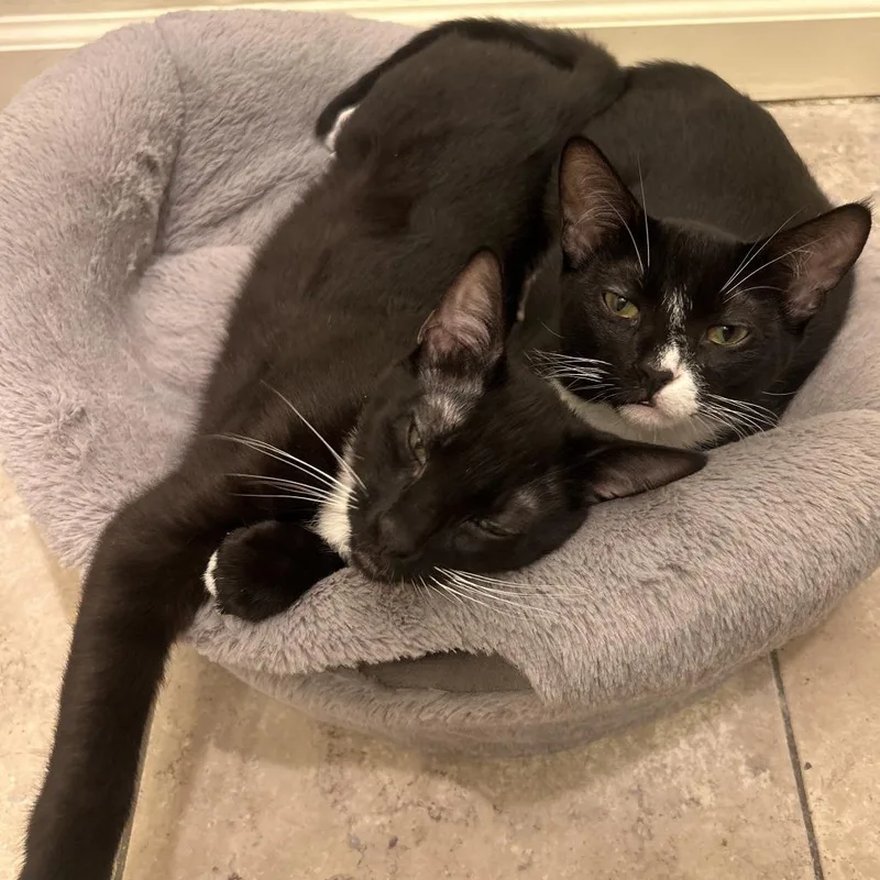 Valentin thumbnail 2