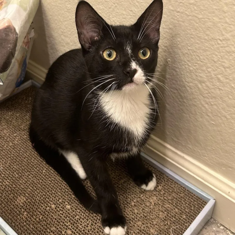 Valentin thumbnail 3