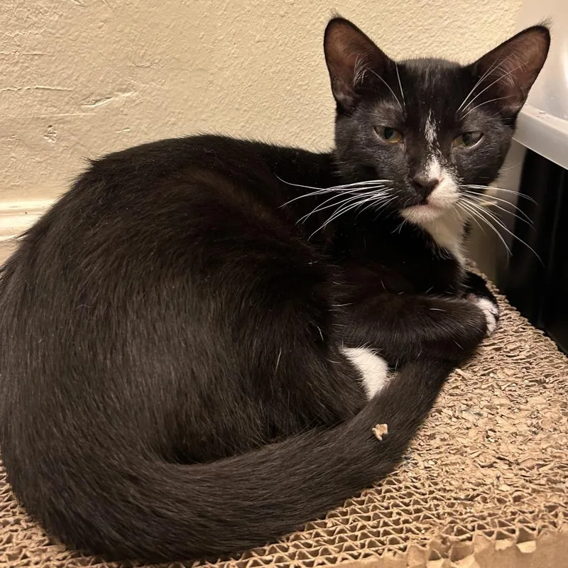 Valentin thumbnail 4