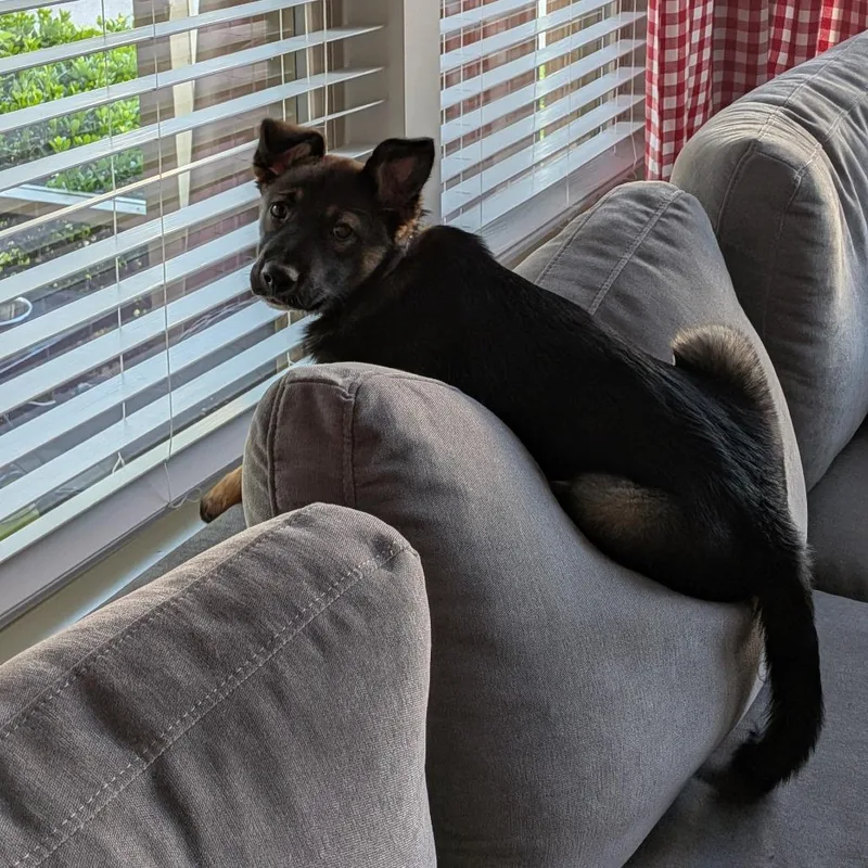 A baby small-sized female Black Shepherd dog named Liliana for adoption in Wake Forest, NC