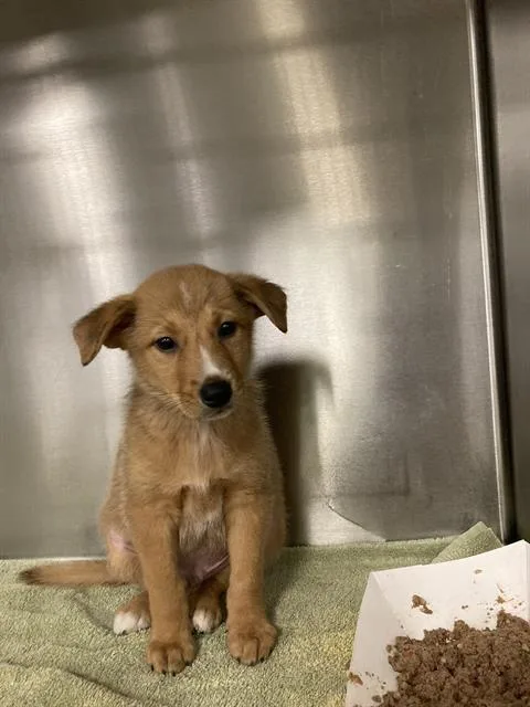 A baby small-sized male Mixed Breed dog named Cookie for adoption in Dallas, TX