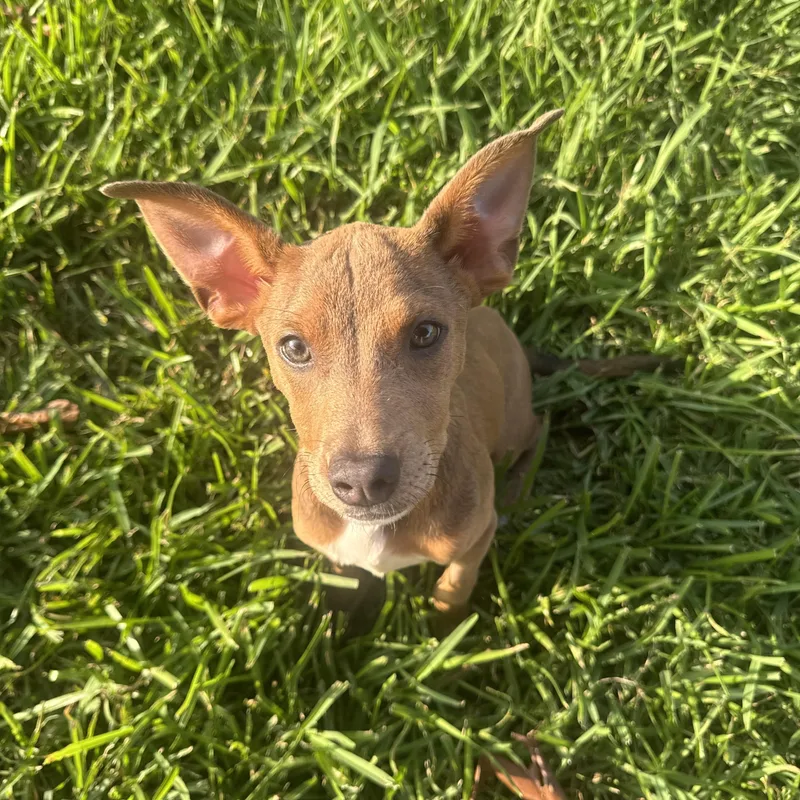 A young medium-sized female Golden Smooth Fox Terrier dog named Bambi for adoption in Manvel, TX