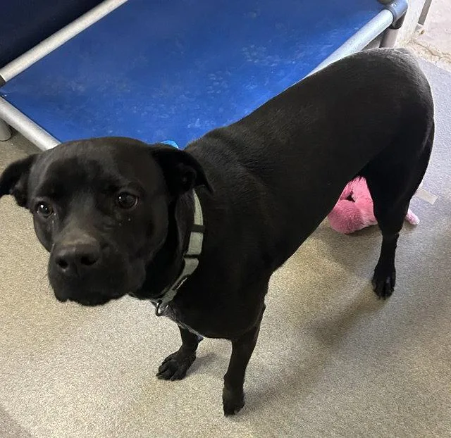 An adult medium-sized female Labrador Retriever dog named Storm  Yr Old for adoption in Sterling, MA