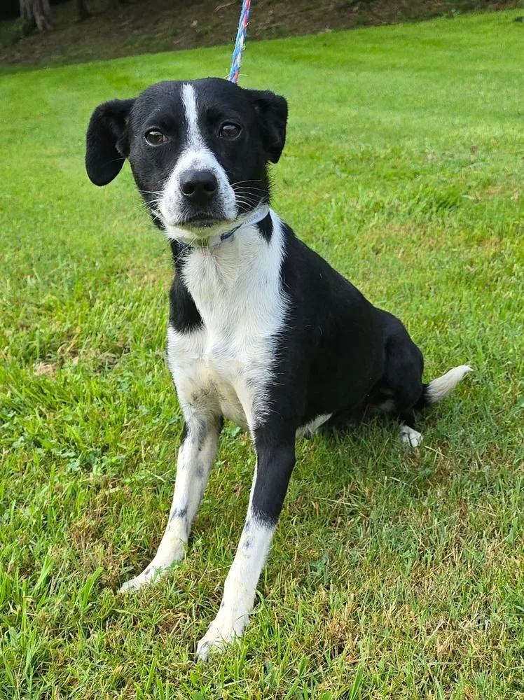 A young medium-sized female Border Collie dog named Raven for adoption in Manhattan, NY