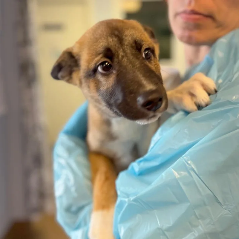 A baby small-sized male Brown / Chocolate Mixed Breed dog named Salty for adoption in Hendersonville, NC