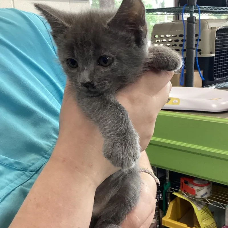 A baby small-sized female Domestic Short Hair cat named Jordyn for adoption in Montgomery, AL
