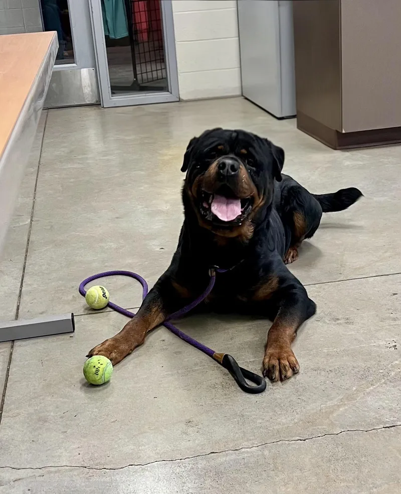 An adult large-sized male Black Rottweiler dog named Zeus Franklin for adoption in Chapel Hill, NC