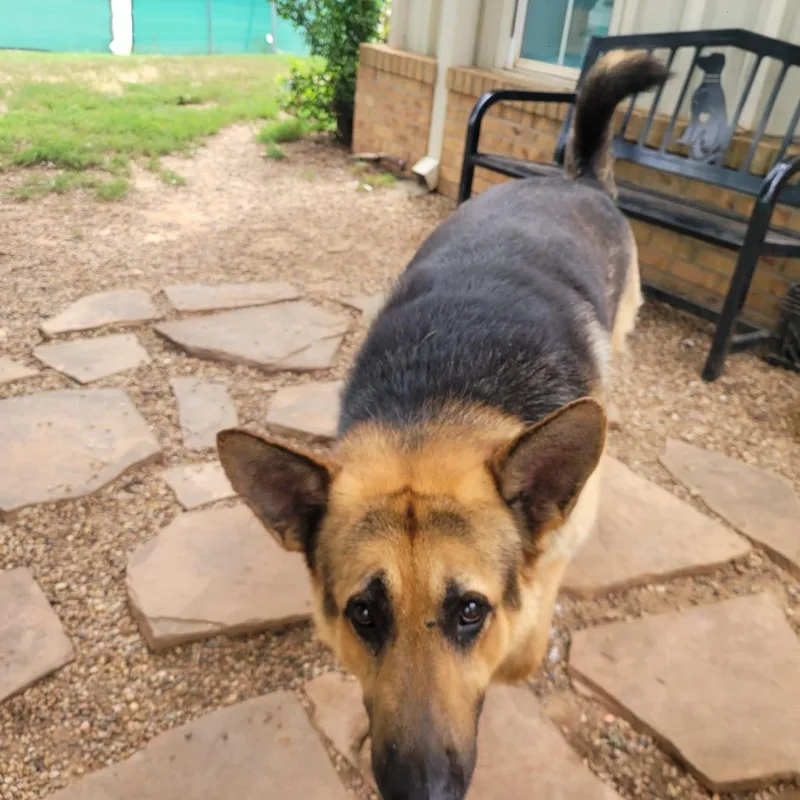 An adult extra large-sized male Black German Shepherd Dog dog named Jellyroll for adoption in Duncan, OK