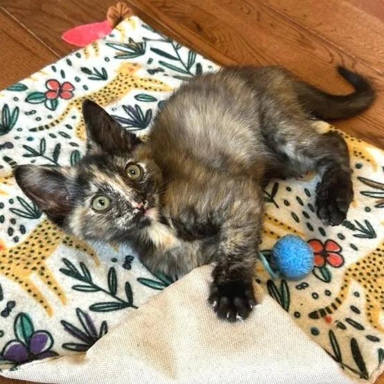 A baby small-sized female Domestic Short Hair cat named Anchovy for adoption in Cumming, GA