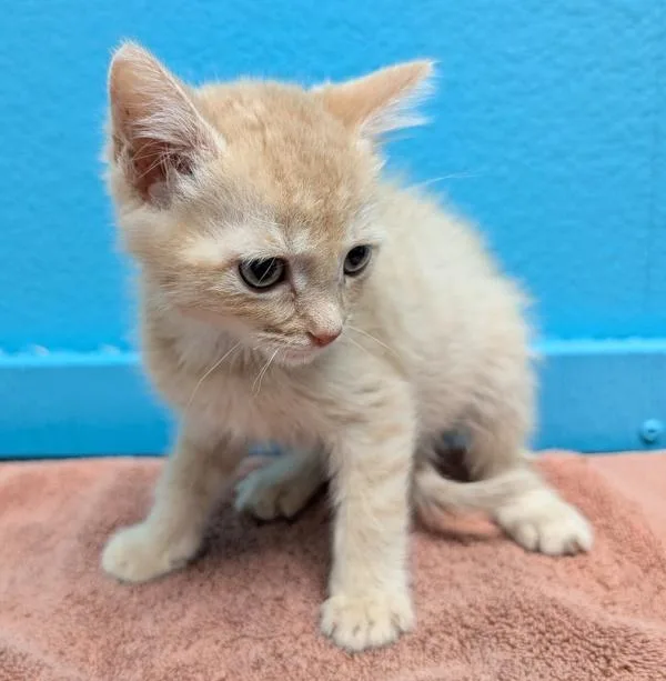 A baby small-sized male Domestic Short Hair cat named Sleepy for adoption in Escondido, CA
