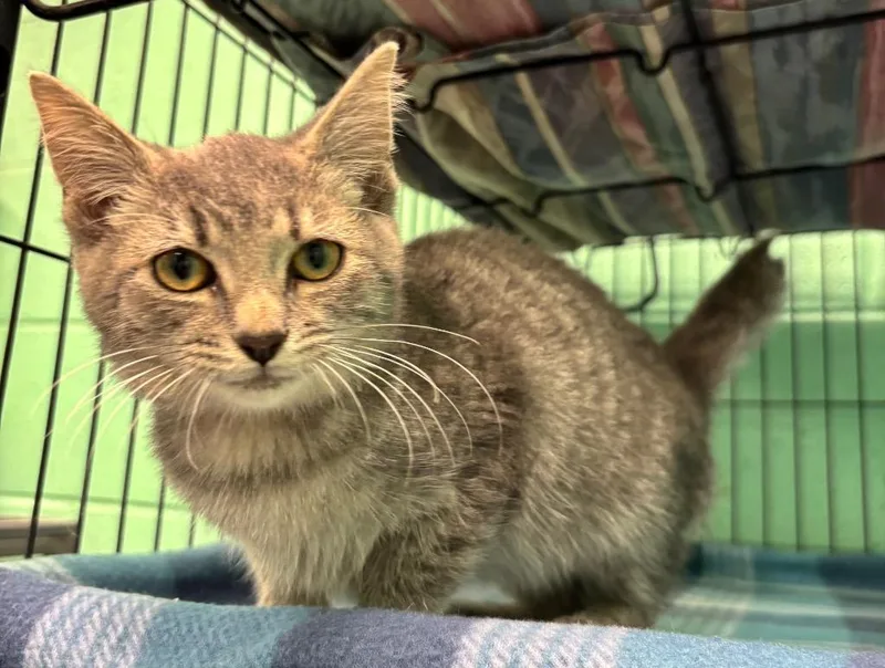 A baby medium-sized female Domestic Short Hair cat named Yuni for adoption in Frankfort, KY