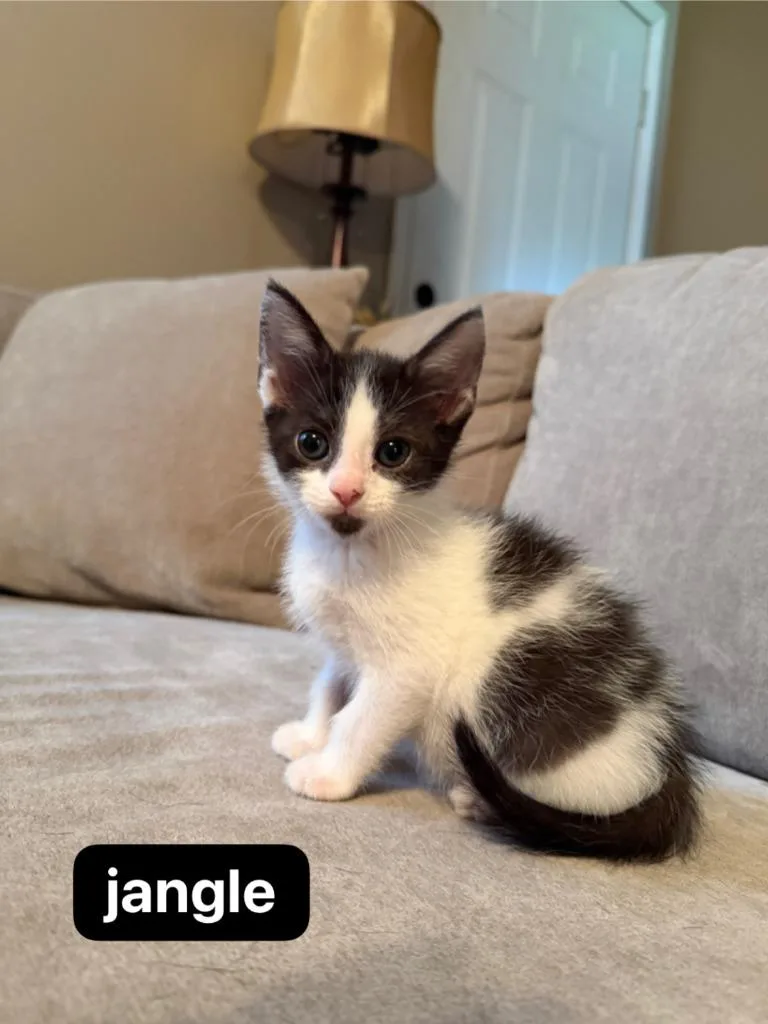 A baby medium-sized male Domestic Short Hair cat named Jangle for adoption in Johnson City, TN