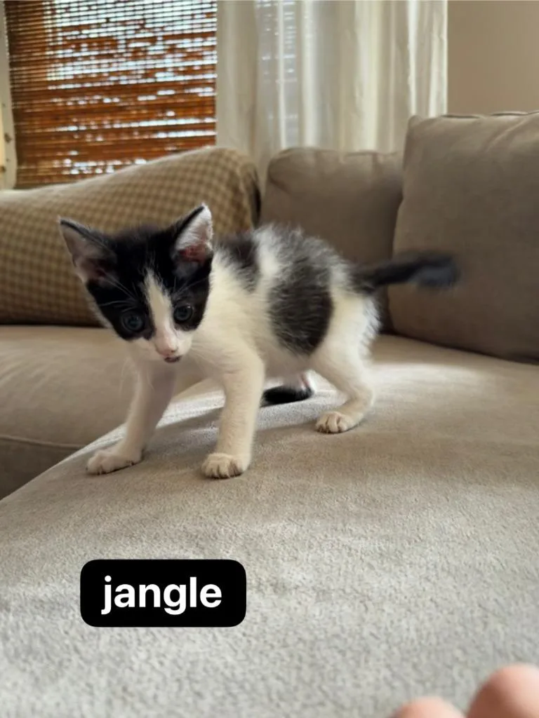 Jangle thumbnail 3
