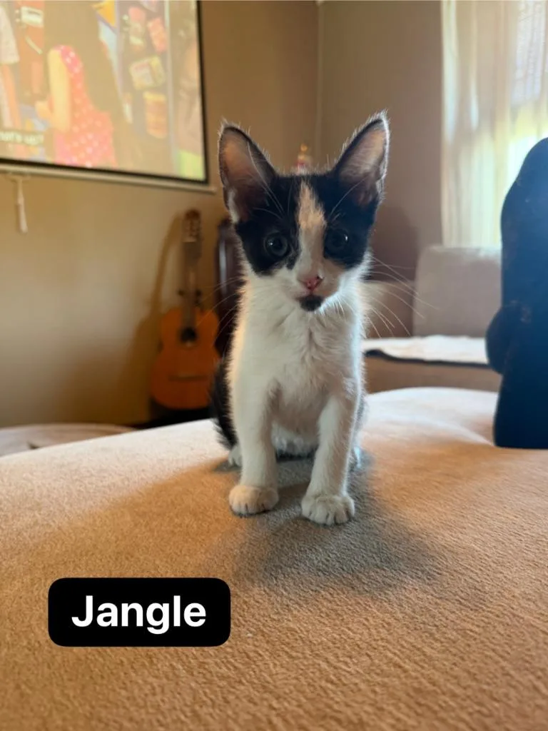 Jangle thumbnail 4