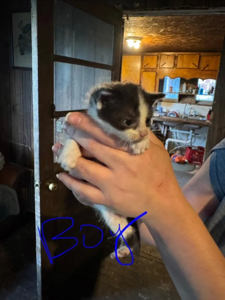 Jangle thumbnail 5