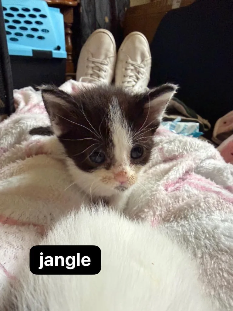 Jangle thumbnail 6