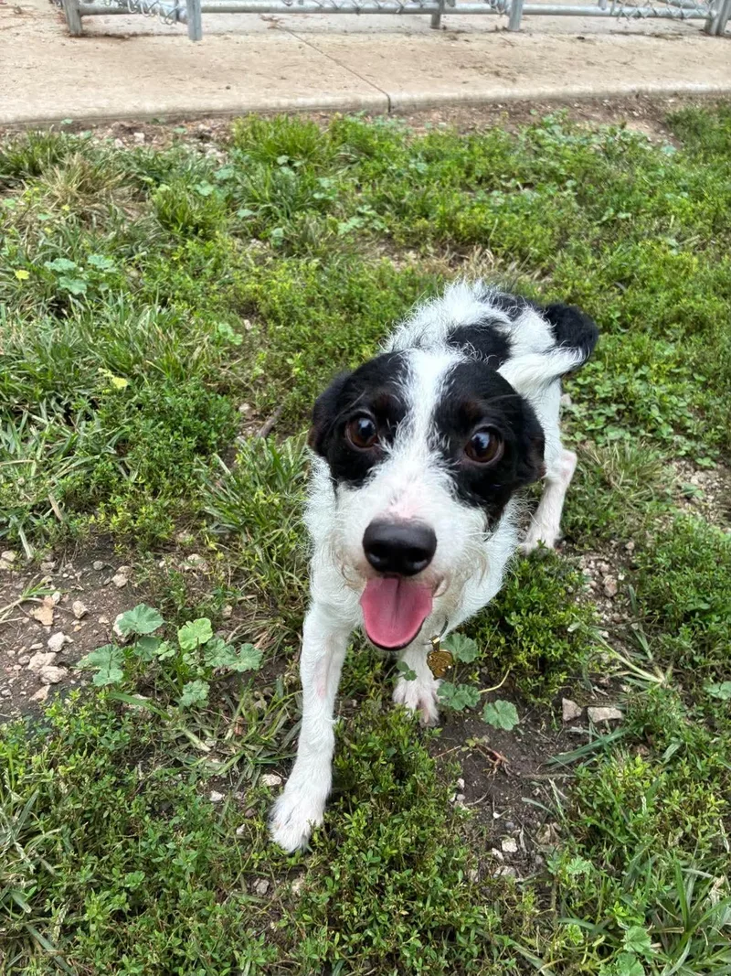 An adult small-sized male White / Cream Miniature Schnauzer dog named Sid for adoption in Mason City, IL