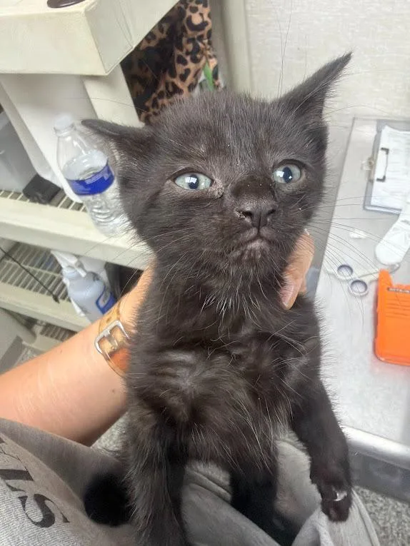 A baby medium-sized male Domestic Short Hair cat named Scorpio for adoption in Pomona, NY