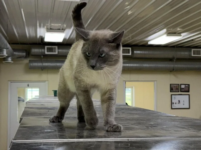 An adult medium-sized male Siamese cat named Smokey for adoption in Austin, MN