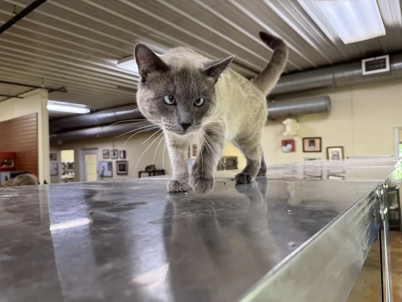 Smokey thumbnail 2