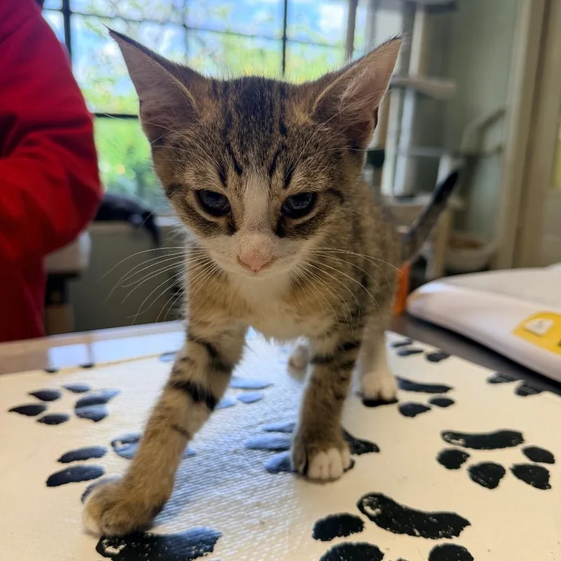 A baby small-sized female Brown / Chocolate Domestic Short Hair cat named Raccoon for adoption in Mount Juliet, TN
